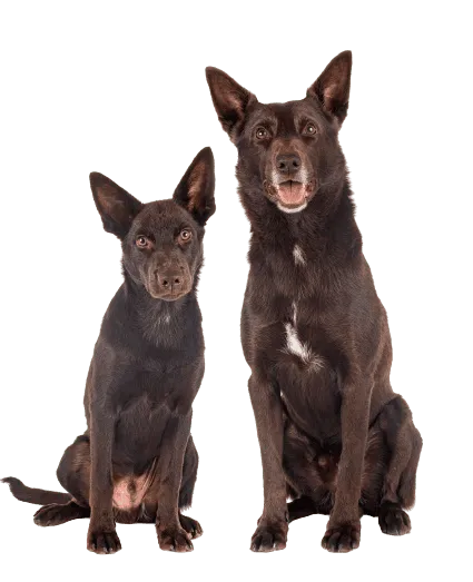 Australian Kelpie (1)