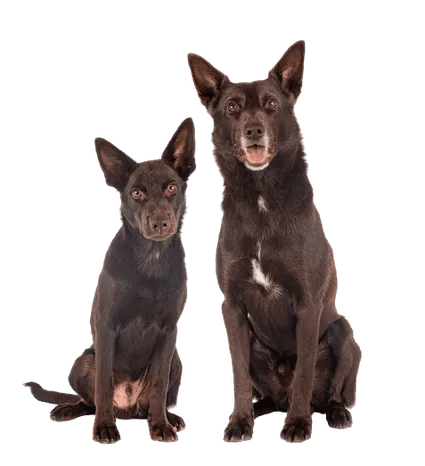 Australian Kelpie (1)