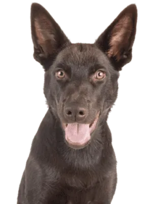Australian Kelpie