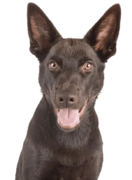 Australian Kelpie