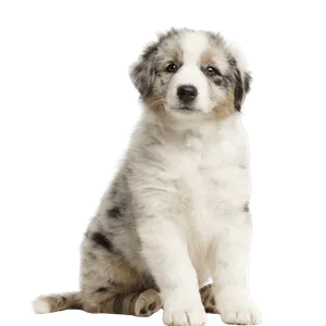 Australischer Schäferhund Welpe