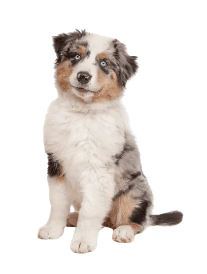 Australischer Schäferhund Welpe