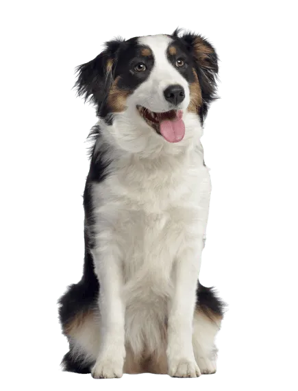 Australischer Schäferhund