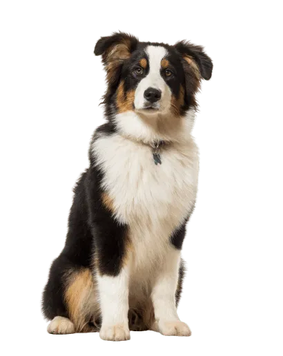 Australischer Schäferhund Alt