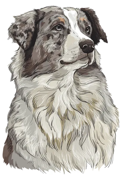 Australian Shepherd - Gesundheit