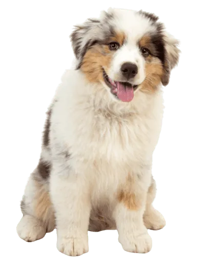 Australian Shepherd - Herkunft und Geschichte