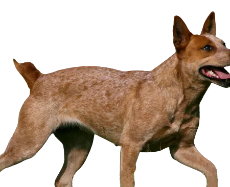 Australian Stumpy Tail Cattle Dog