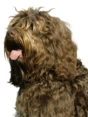 Barbet (7)