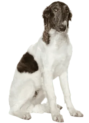 Barsoi