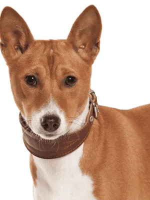 Basenji