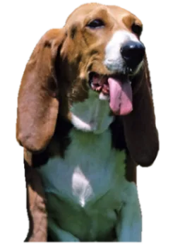 Basset artésien normand