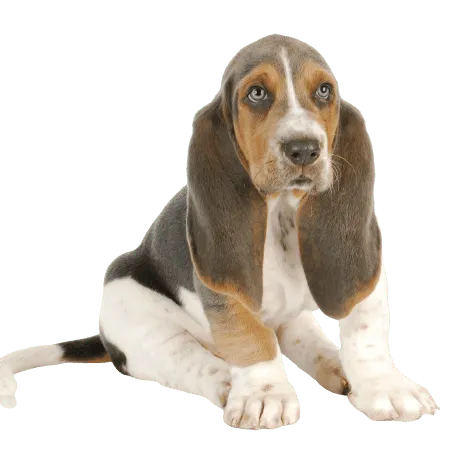 Basset Hound (7)