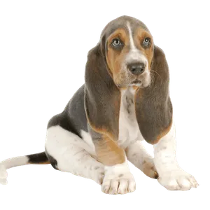 Basset Hound (7)