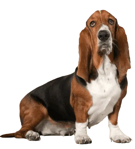 Basset Hound (1)