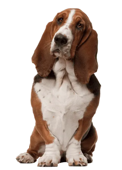 Basset Hound Profile