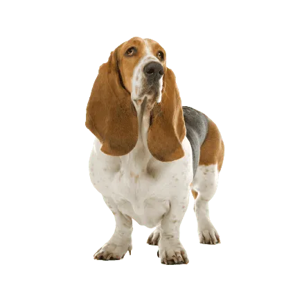 Basset Hound (4)