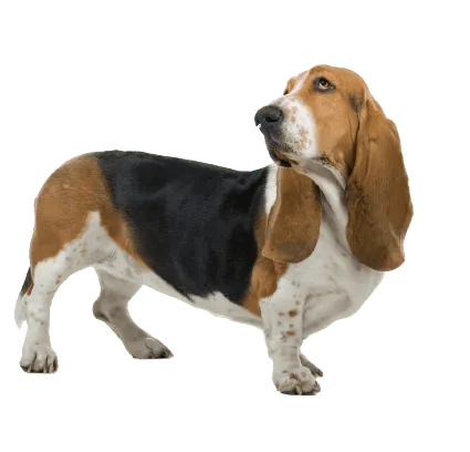 Basset Hound (3)