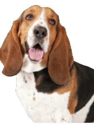 Basset Hound