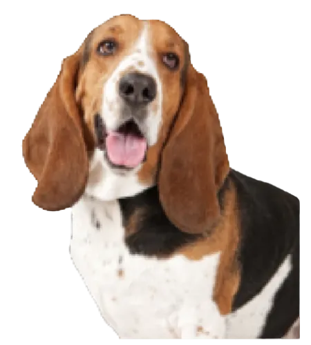 Basset Hound