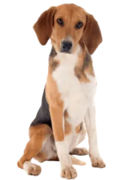 Beagle-Harrier