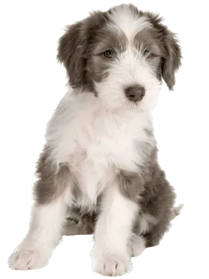 Bearded Collie (5)
