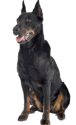 Beauceron