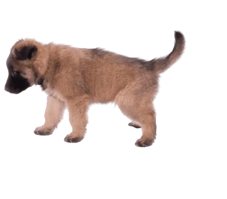 Belgischer Schäferhund (6)