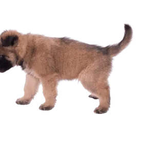 Belgischer Schäferhund (6)