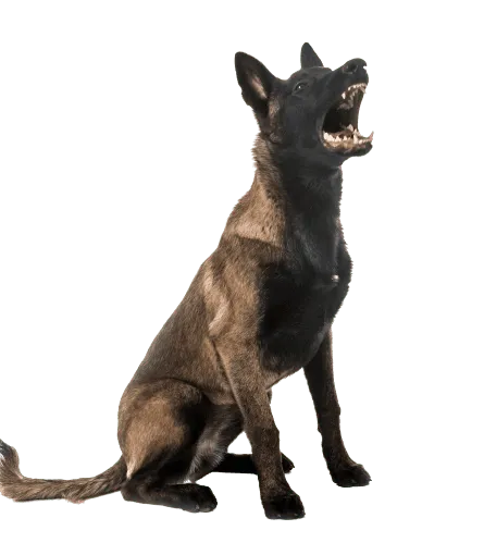 Belgischer Schäferhund (6)