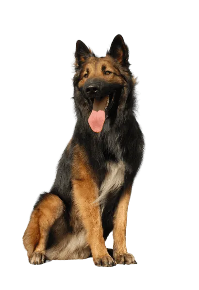 Belgischer Schäferhund (3)