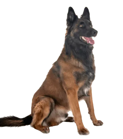 Belgischer Schäferhund (4)