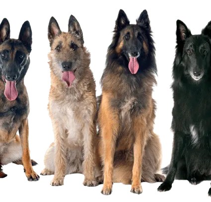 Belgischer Schäferhund (2)