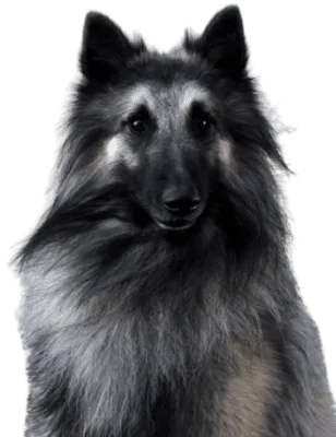 Belgischer Schäferhund