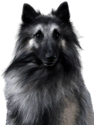 Belgischer Schäferhund