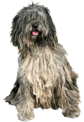 Bergamasker Hirtenhund