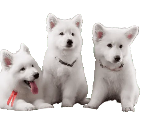 Berger Blanc Suisse