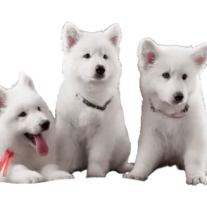 Berger Blanc Suisse