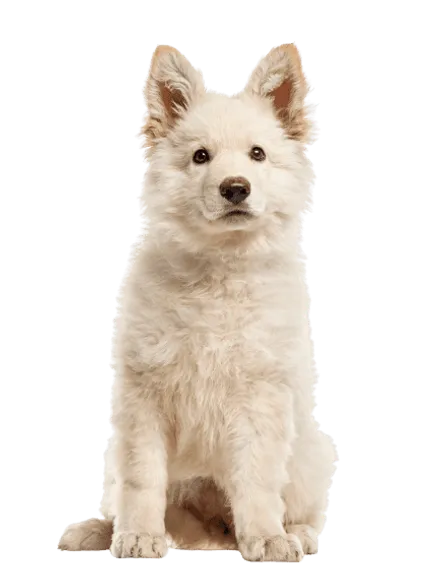 Berger Blanc Suisse