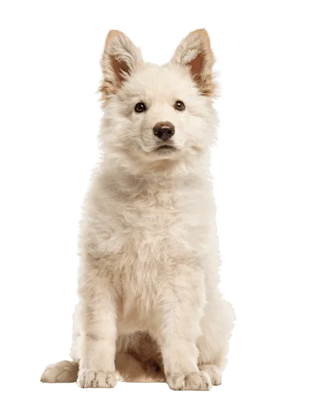 Berger Blanc Suisse