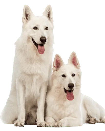Berger Blanc Suisse