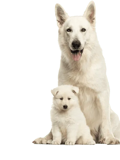 Berger Blanc Suisse