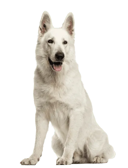 Berger Blanc Suisse