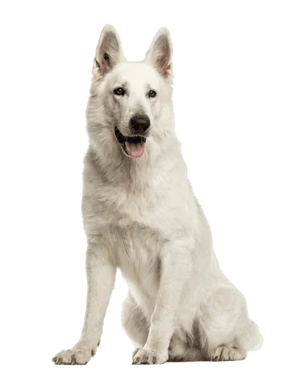 Berger Blanc Suisse