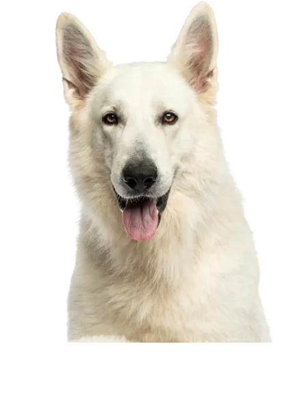 Berger Blanc Suisse
