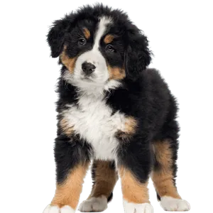 Berner Sennenhund Puppy