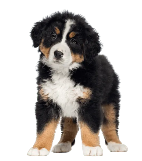 Berner Sennenhund Puppy
