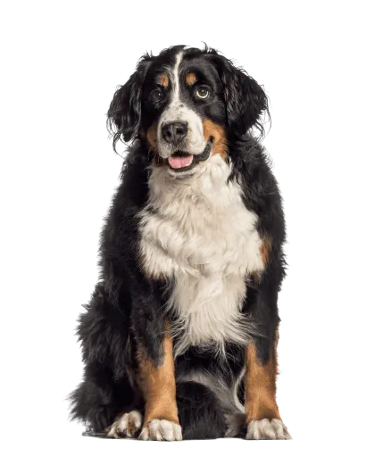 Berner Sennenhund Senior