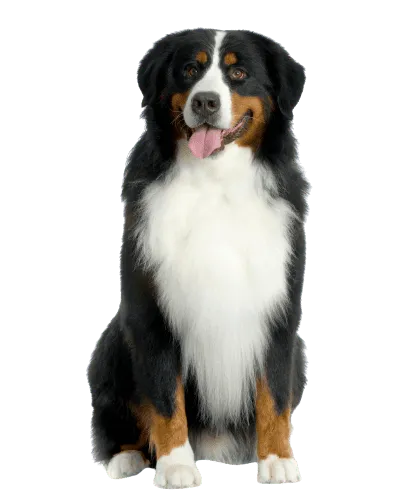Berner Sennenhund (1)