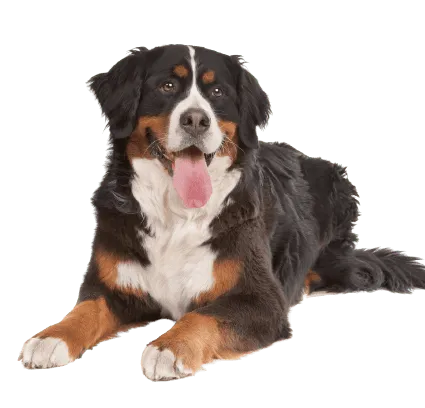 Berner Sennenhund