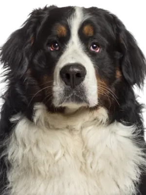 Berner Sennenhund